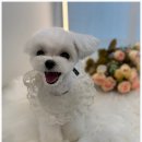 도그 살롱초코 이미지