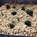 선인장여관 이미지