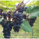 충청농장 이미지