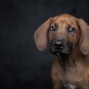 강아지꿈 이미지