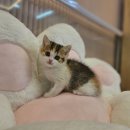 김해 해피몽 김해강아지분양 고양이분양 이미지