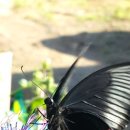 곰배령올레 이미지