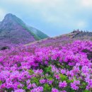 '산청황매산철쭉제' 내달 29일 막 오른다 이미지