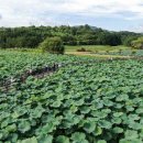 하루 100명, 단 한 달만 볼 수 있는 ‘비밀의 연꽃 정원’....지금이 최고 절정~ 이미지