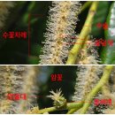 나무꽃향기