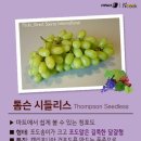 포도스토리