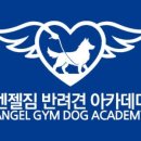 엔젤짐 반려견 아카데미 이미지