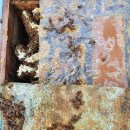 (주)한국양봉산업 이미지