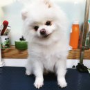 몽몽이애견미용 이미지
