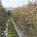 가온이네 이미지