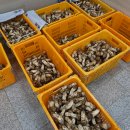 삼척송이버섯 판매 (강원도 -최저가) 이미지