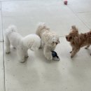 알로하 강아지유치원 호텔 이미지