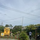 반딧불이 호텔 | [투어] 코타키나발루 봉가완 반딧불이투어, 옘미투어 봉가완 반딧불이투어 내돈내산 솔직후기