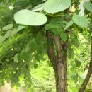 계수나무토끼한마리 이미지