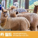 (홍천여행) 알파카 월드 - 귀염 뽀짝 알파카와 염소, 공작 등을 만날 수 있는 장소 이미지