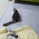 알바메 이미지