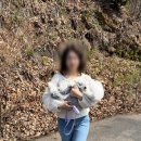 댕댕포레스트 | 소노펫 히든포레스트 벚꽃길 트레킹 다녀온 후기