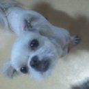 통통이네 이미지