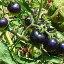 참살이조가비촌 이미지