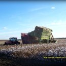 목화농장 이미지