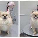 포메른 펫살롱 이미지