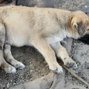 파트너동물의료센터 이미지