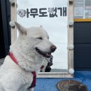 뽀송하개 이미지