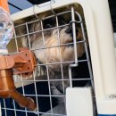 럭키켄넬 이미지