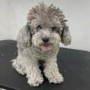 Re Pet 애견샵 이미지