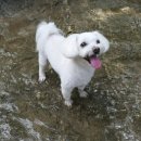 복터진 강아지 이미지