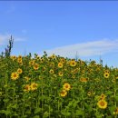 해바라기 이미지