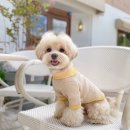 티아라펫 이미지