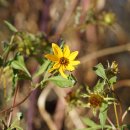 노랑도깨비바늘 Bidens polylepis S. F. Blake 종 이미지