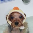 러블리펫 이미지