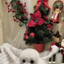 축복 펫살롱 이미지