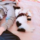 똥강아지 이미지