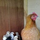 우리목장 이미지