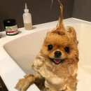 웃는강아지 이미지