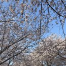 맥도생태공원 | 부산드라이브코스 낙동강변 벚꽃터널 ‘맥도생태공원’