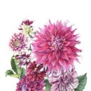 보태니컬 이미지