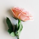 뜰하나 네이버블로그