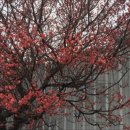 개화마을 이미지