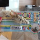 스피드덴탈 이미지