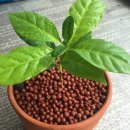 소문난칼국수 이미지