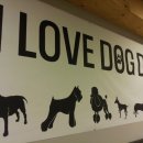 아이러브독도 이미지