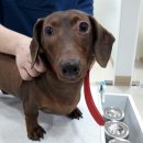 서울동물의료센터 이미지