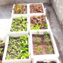 미니농장 이미지