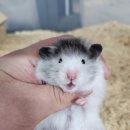 (주)폴리모프 네이버블로그