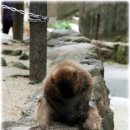 후쿠오카 - 다카사키야마 자연동물원 이미지