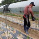 매노3동영농조합 이미지